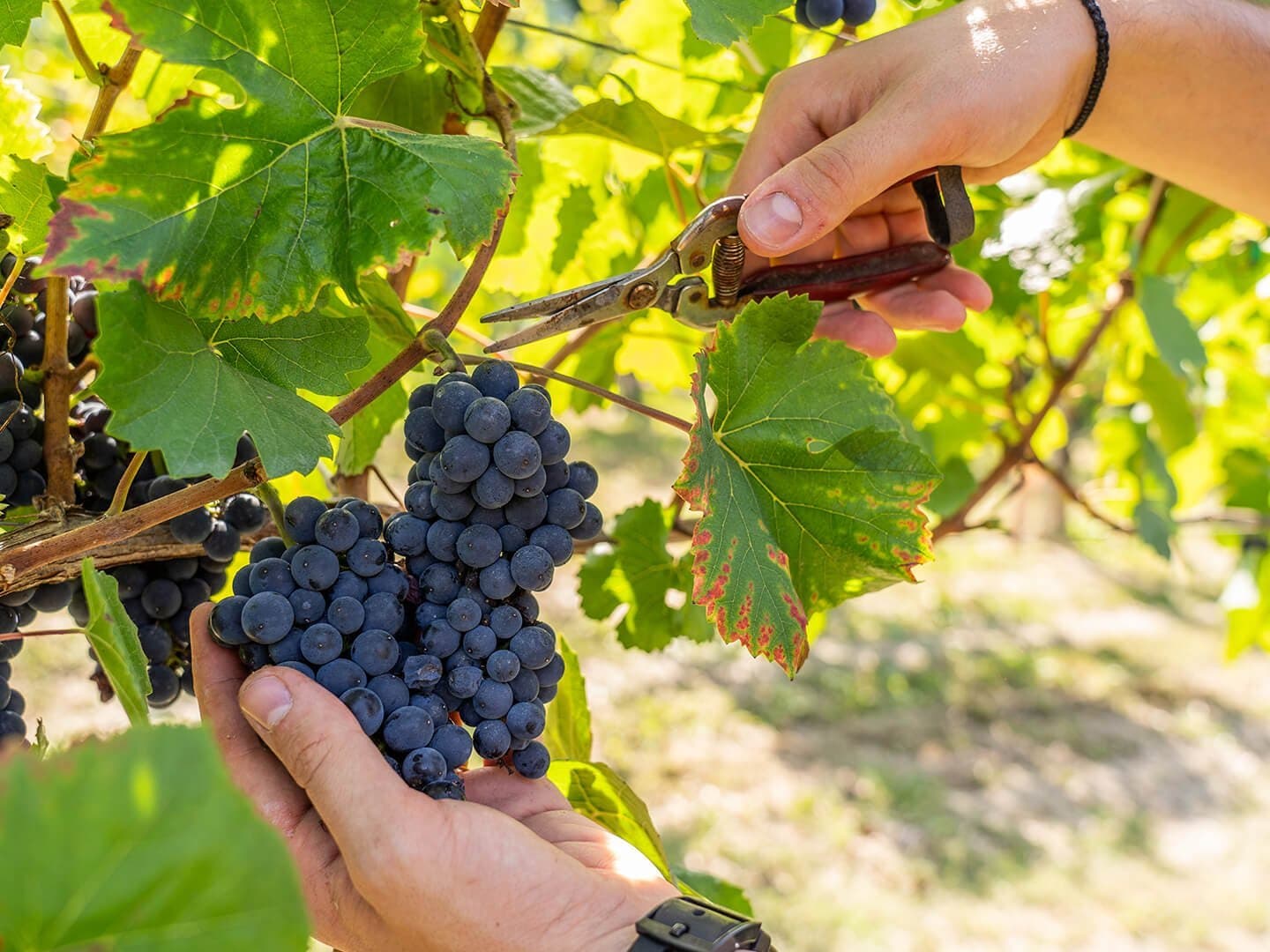 Barbera d’Alba Superiore “Brua”