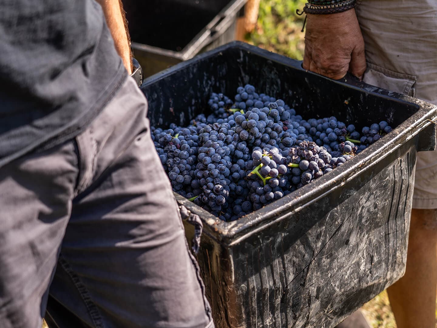 Barbera d’Alba DOC