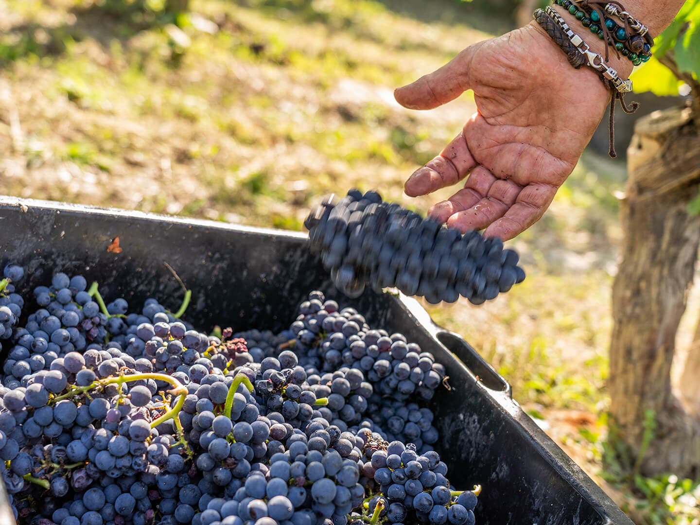 Dolcetto d’Alba DOC