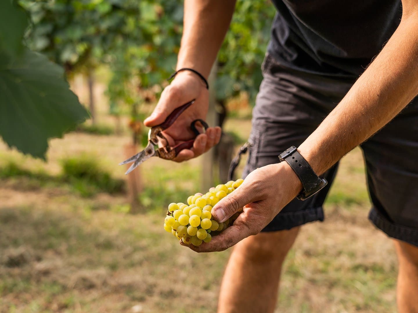 Langhe DOC Chardonnay