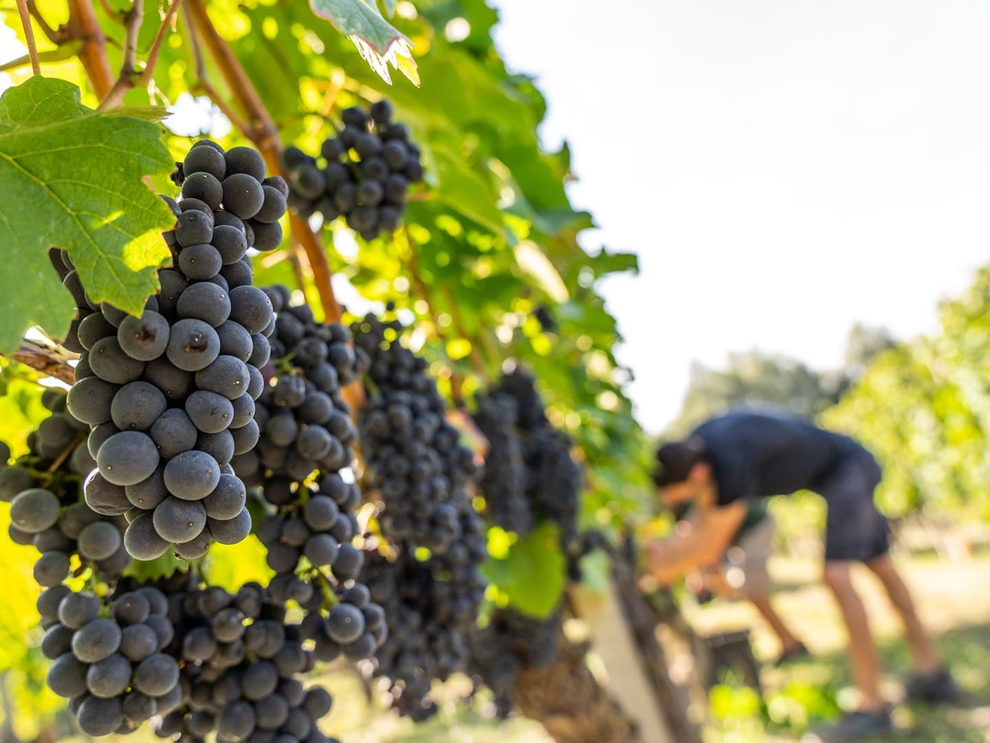 Langhe Pinot Nero